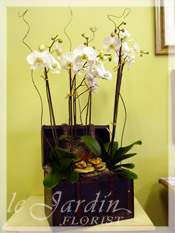 Five Stems Orchids Collection in Premium Le Jardin Treasure Chest Planter