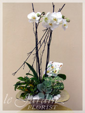 Designer's Orchids Arrangement