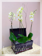 Triple Stem Imperial Orchids in Le Jardin Treasure Chest Container