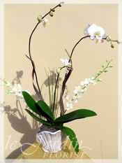 Orchid Plant Arrangements by Le Jardin Florist
